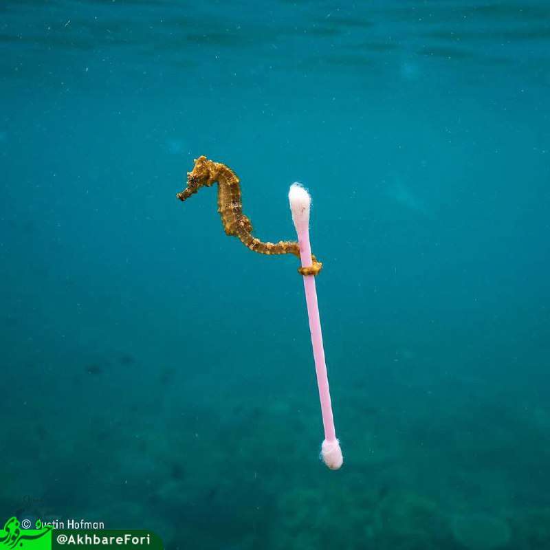 اسب دریایی گوش پاک‌کنی را با خود می‌برد
جاستین هافمن (عکاس) امیدوار است این عکس توجه همه را به آلوده شدن محیط‌های بکر جلب کند